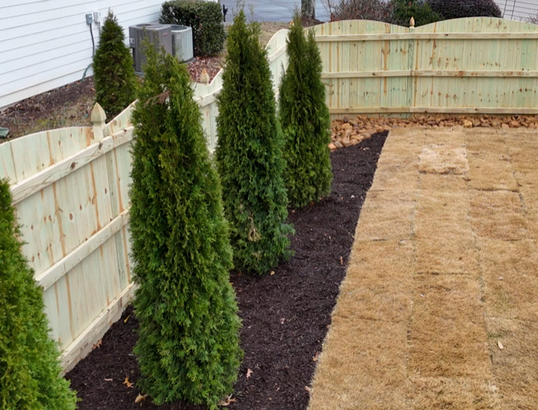 Neatly trimmed evergreen shrubs in a garden bed with a new wooden fence and pathway.